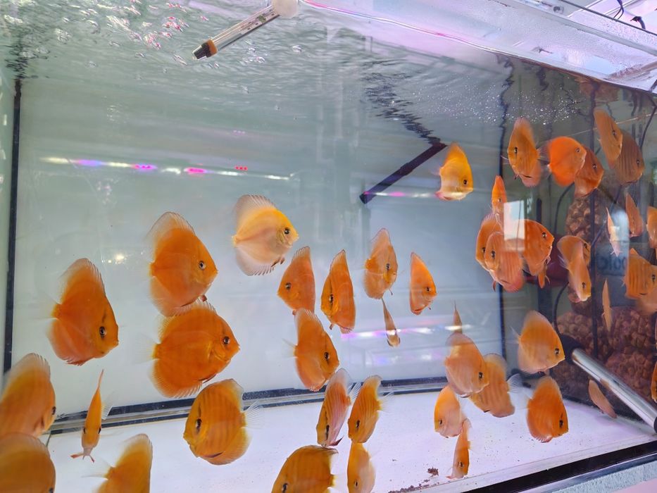 Дискуси-малки риби.