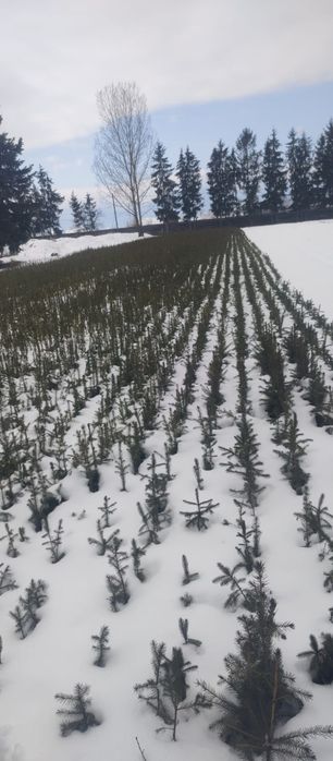 Puieți salcâm frasin tei fag carpen stejar mesteacăn plop brad molid