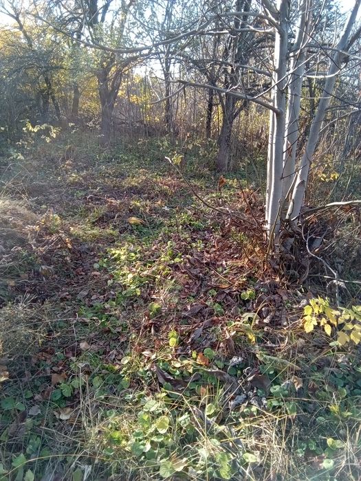 Дача, садоводство