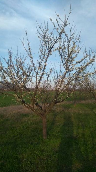 Продава се Земеделски имот в с. Овощник, Област Стара Загора -  кв.м за 3425 €/дка - Снимка #1