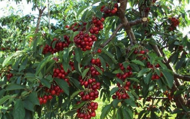 Pomi Fructiferi Stravechi Glia Stramoseasca (Cires )