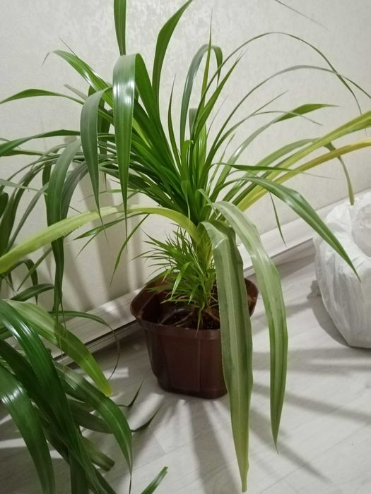 Продаю большие ростки.