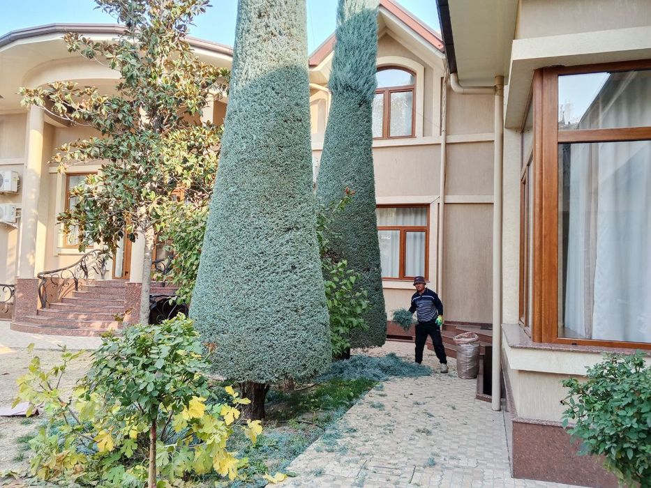 Арча кесиш дорилаш Газон Ланшафт