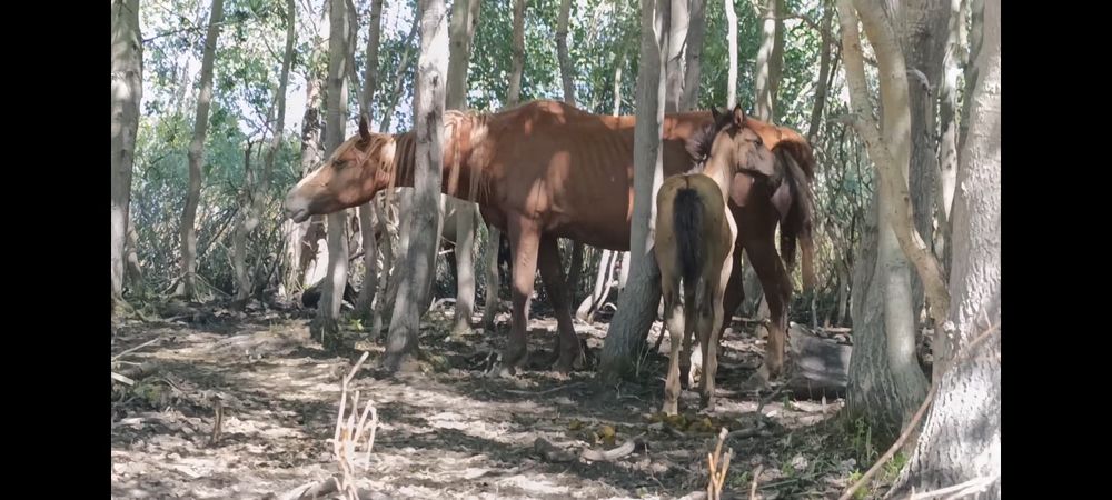 Бие сатам.Продам кобылу можно с жеребенком