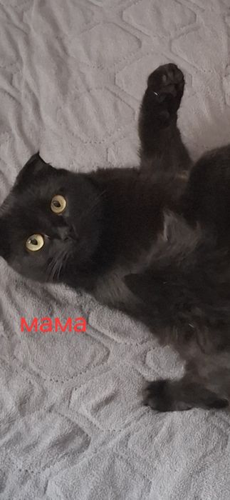 Отдам котят в добрые руки.
