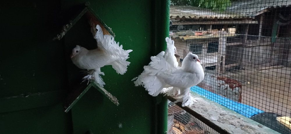 Porumbei Voltați indieni,voltatii normali  jucători și satineti