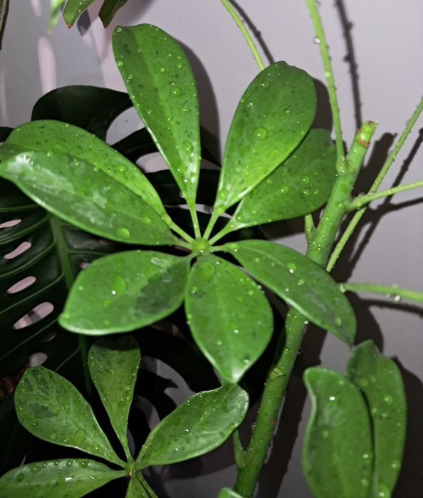 Шеффлера Мохито.