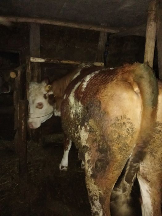 Vând junincă gestantă