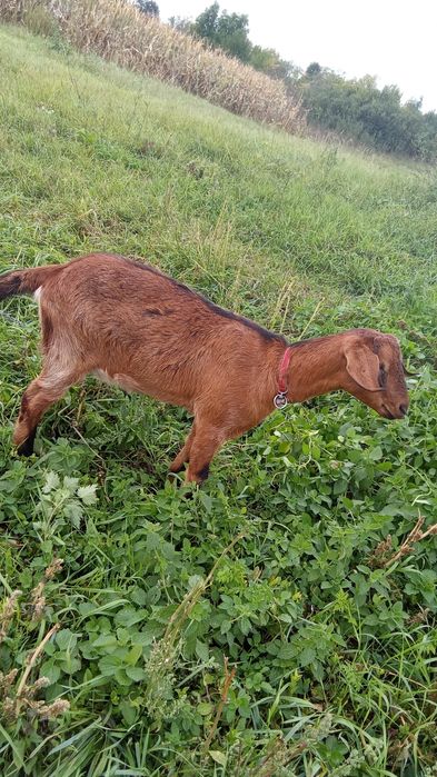 Schimb capra cu iada, pentru o vițică