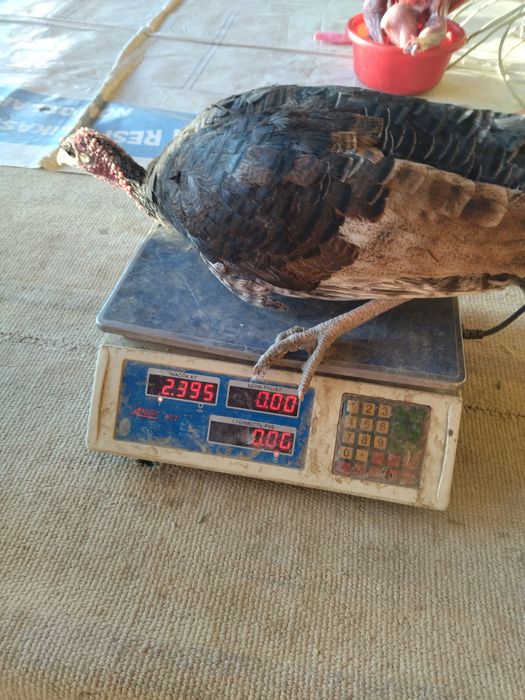 Жойдари куркалар сотилади