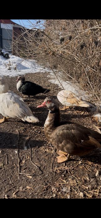 Продаются индоутки