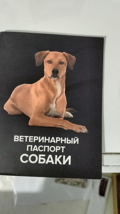 Вязка бельгийская овчарка малинуа