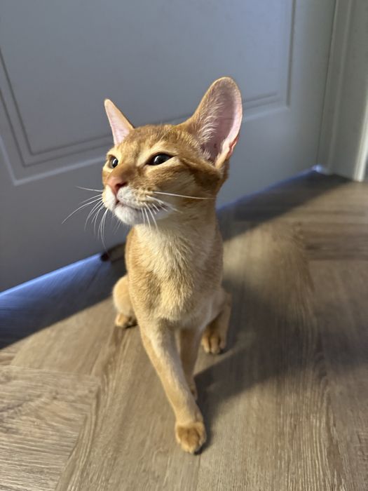 Абиссинский котенок