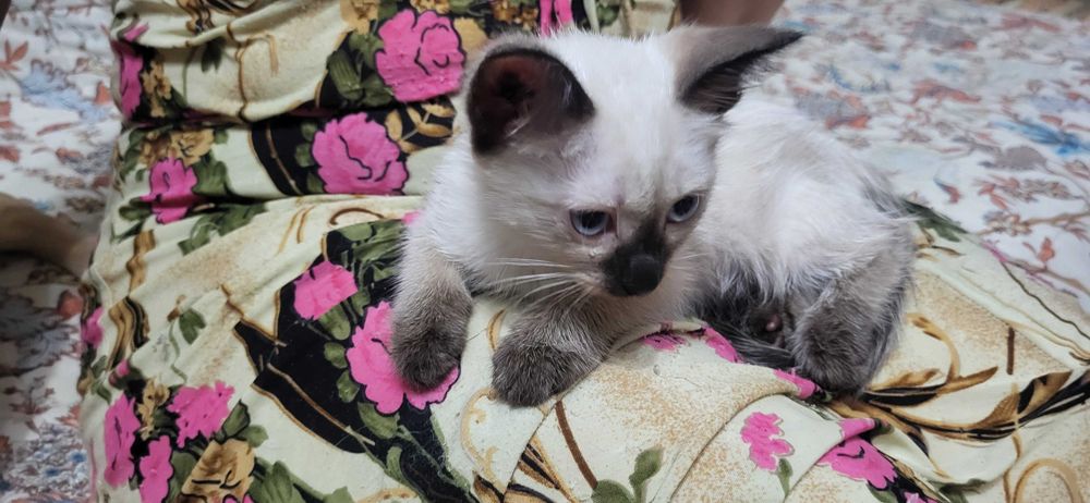 Девочки ищут заботливую семью