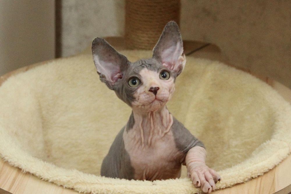 Кошечка, канадский сфинкс