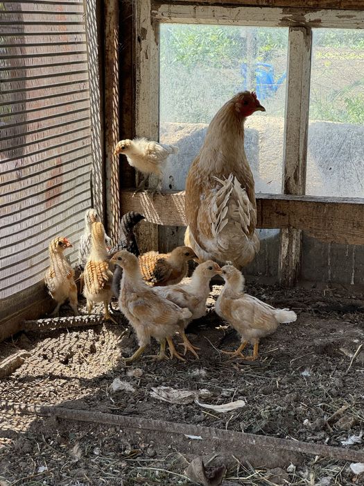 Продам домашних цыплят