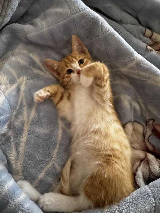 Отдам даром ласкового котенка
