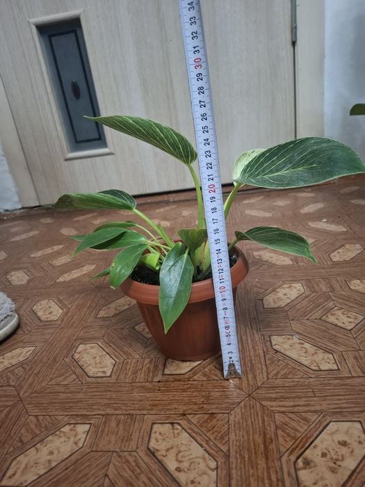 Комнатные растения