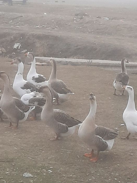 Гуси и молодняк мартовский
