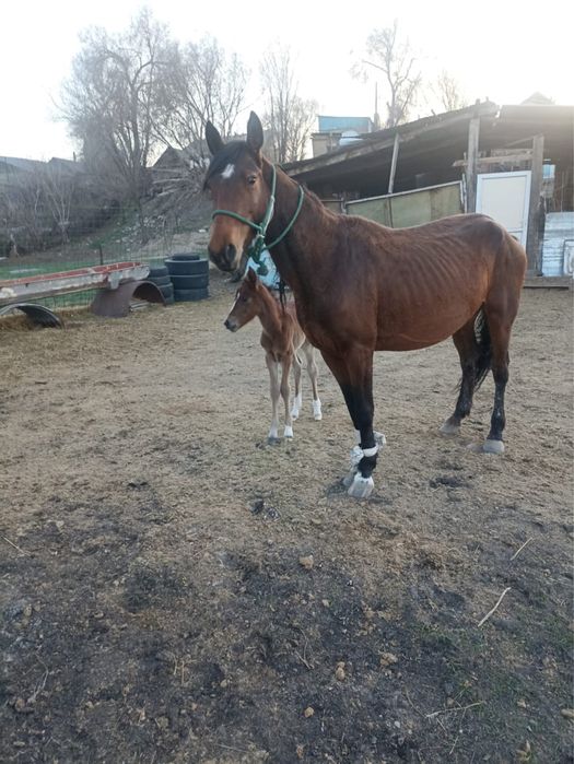 Бие мен ургашы кулынымен