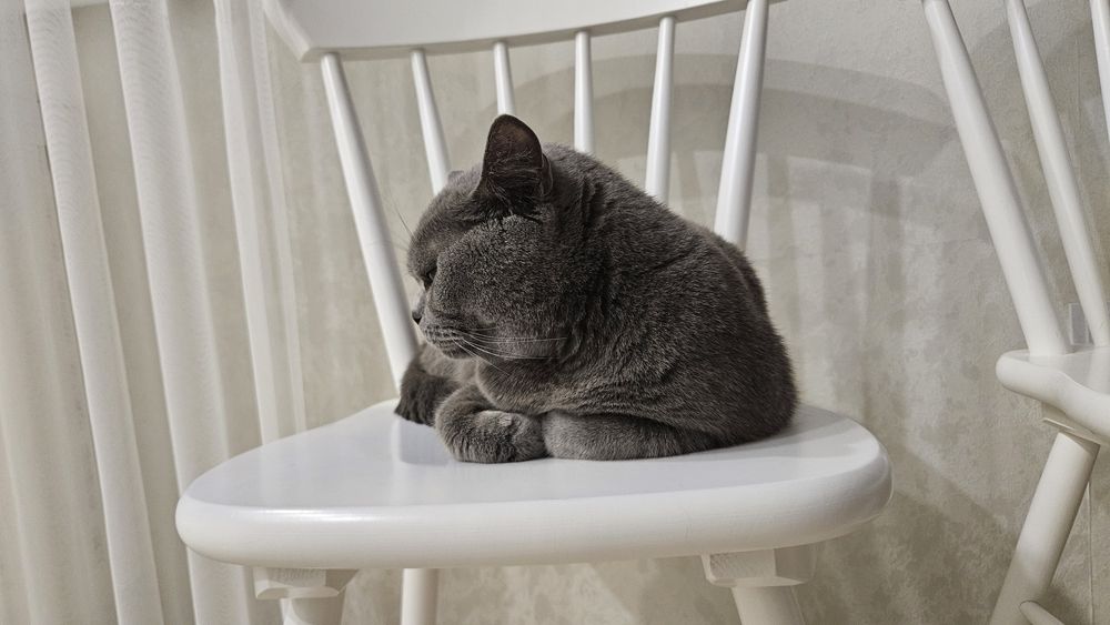 Кот британец в хорошие руки