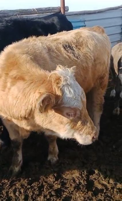 Продам 3бычков подсосный крупные