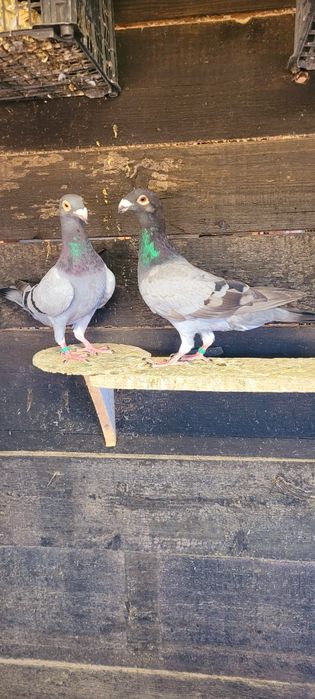 Porumbei diferite rase