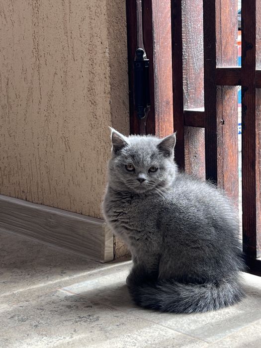 British Shorthair