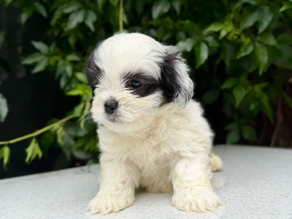 Mascul Shih Tzu, exemplar deosebit!
