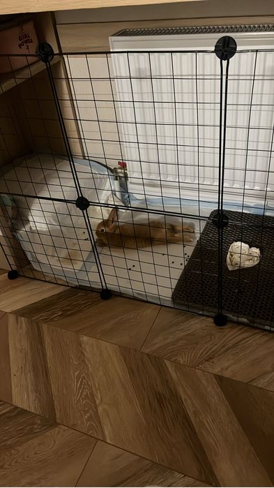 Продам кролика с полным наборам.