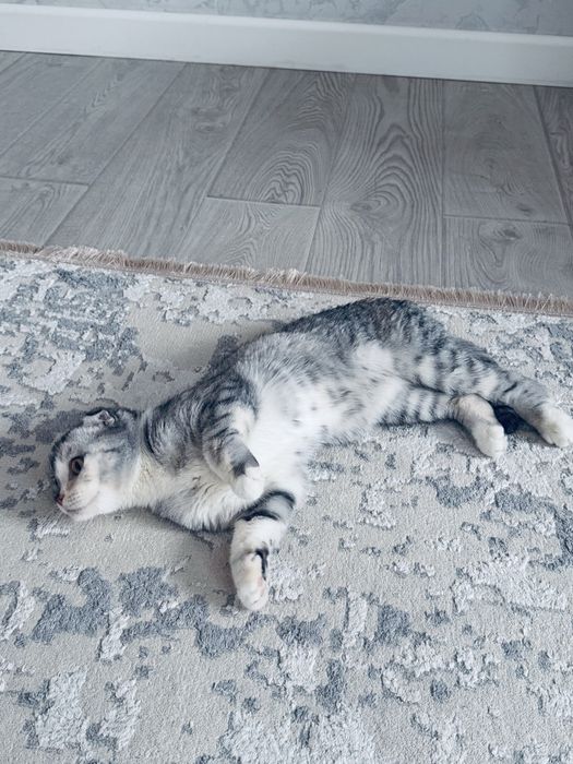 Кошка вислоухая, 1 годик, девочка