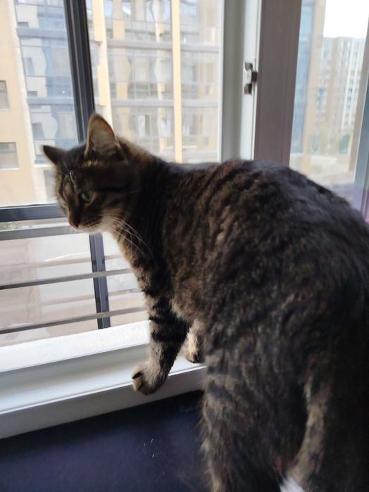 Кот 9 месяцев в добрые руки (кастрирован)