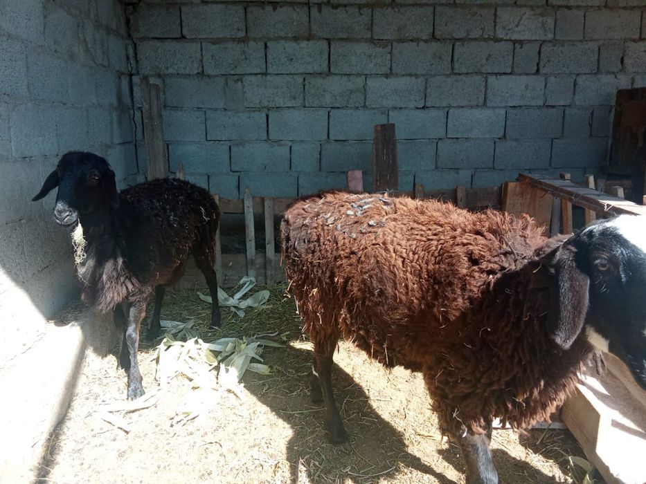 Тоқтылар сатылады!