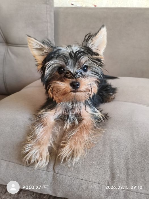 Йоркширский терьер