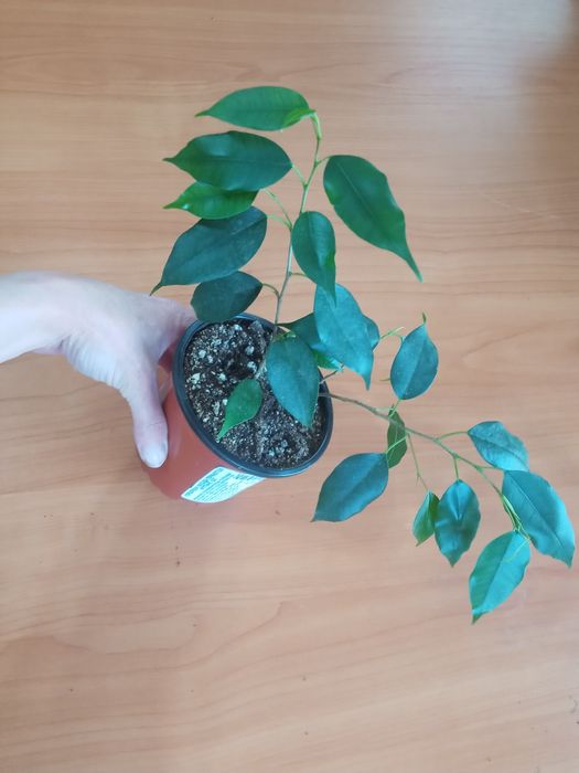 Строманта Фикусы