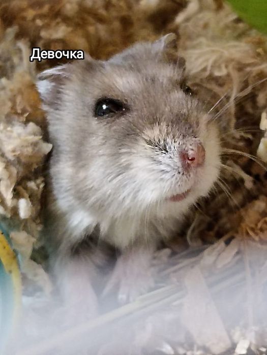 Продаю хомяков мальчика и девочку