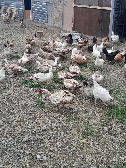 продаются куры и утки.