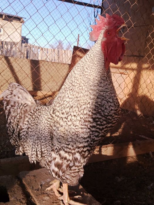 Амроксов семейка 2+1