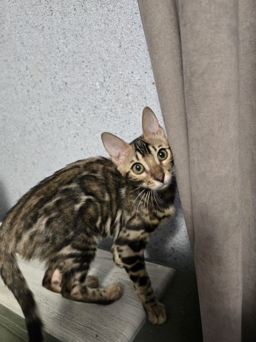 Продам котёнка бенгала с родословной