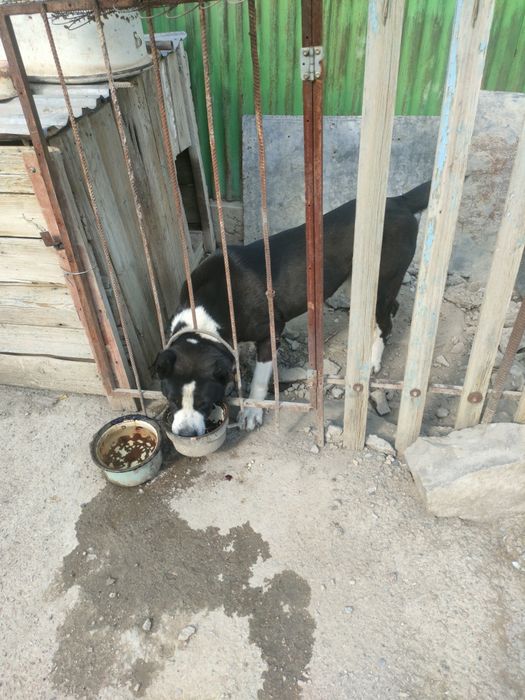 Азиат старажевой