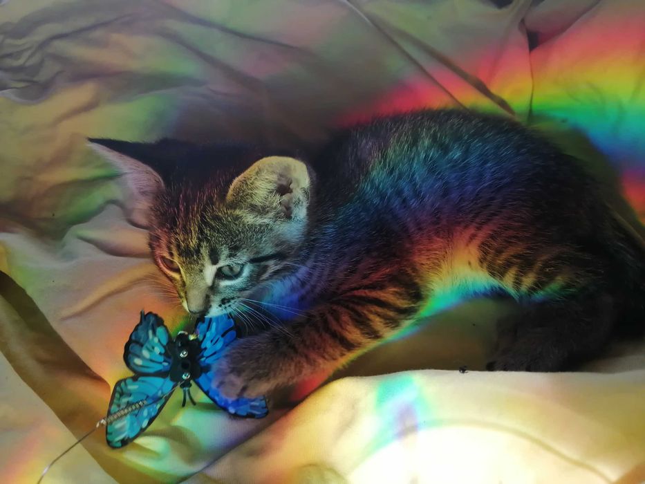ОБЫЧНЫЙ Котенок, а может Профессионал?
