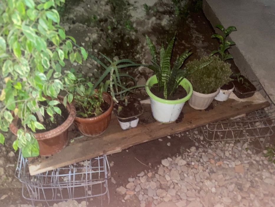 Продам цветы красивые