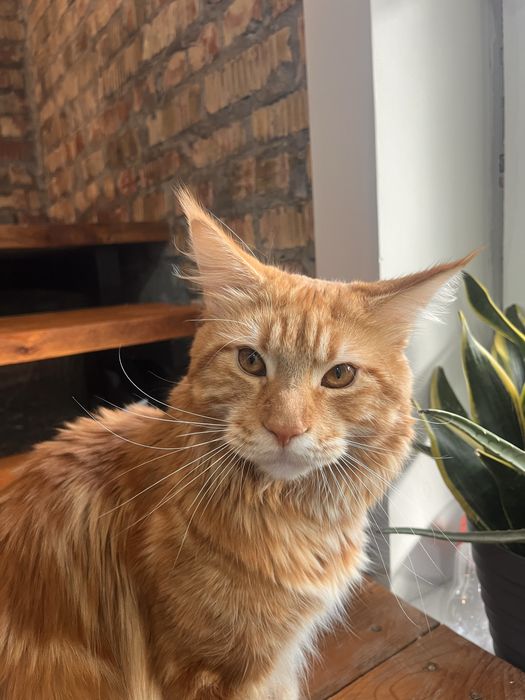Отдадим кота мэйнкуна