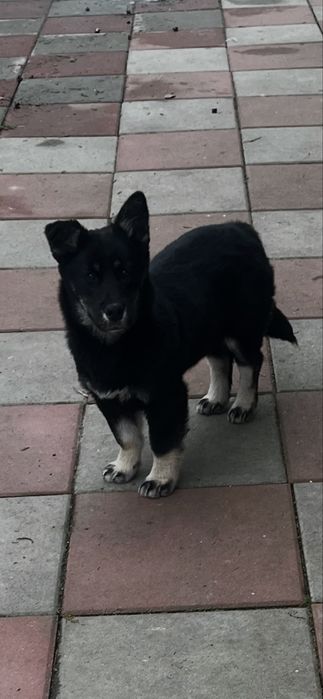 Cațel pentru adopție gratis