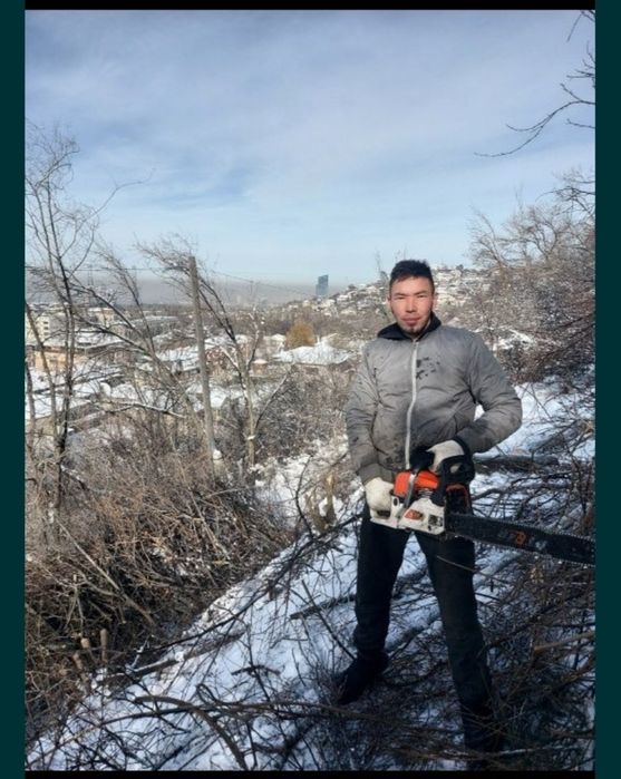 Спил деревьев, обрезка дерева, ағаш кесеміз