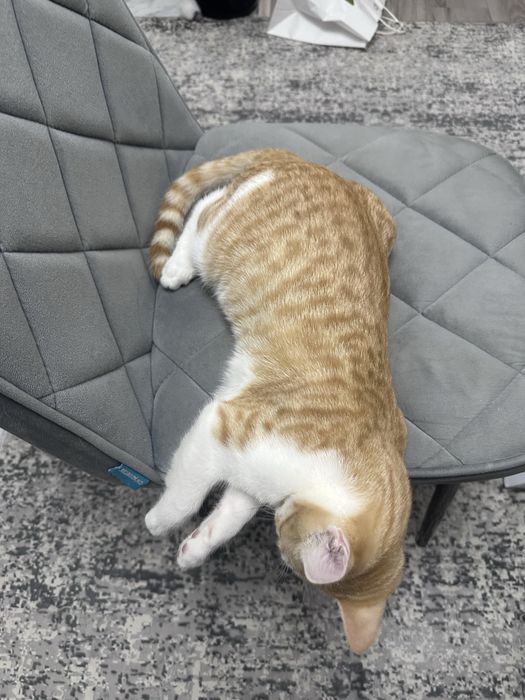 Отдам котенка в добрые руки