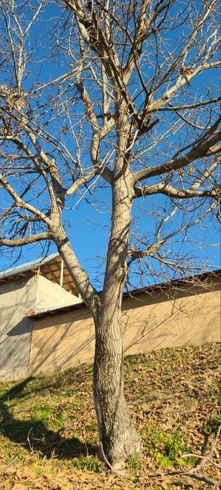 Yong‘oq daraxti sotiladi