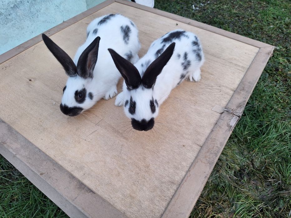 Iepurasi de companie