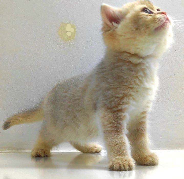 Шиншиллы британские. серебряные.