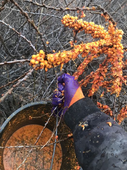 Облепиха, 100% концентрат